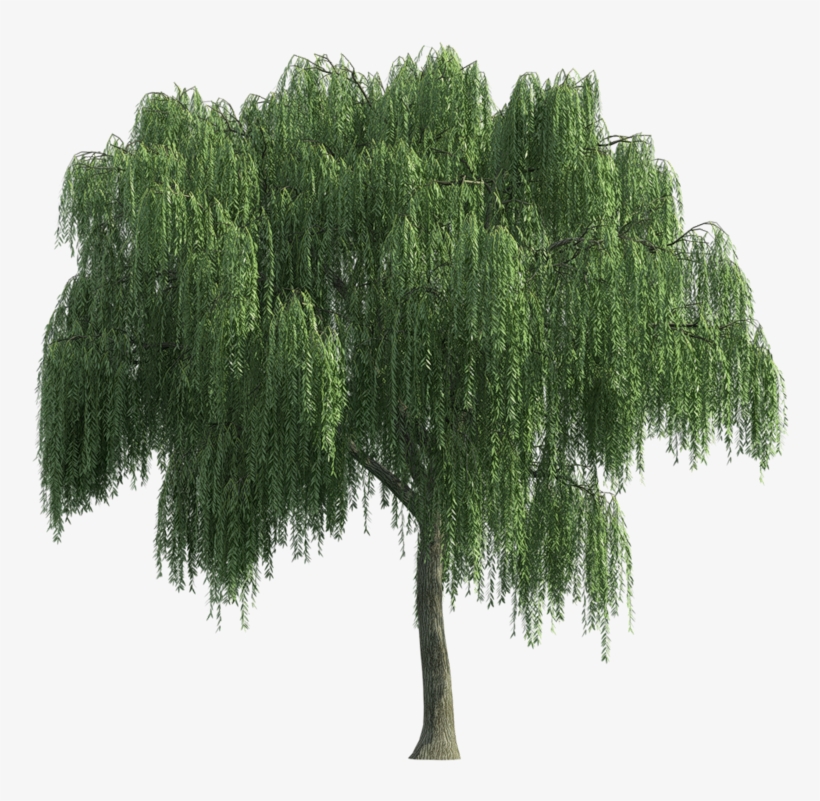 Sauce Lloron Tree Render, Landscape Sketch, Landscape Weeping Willow