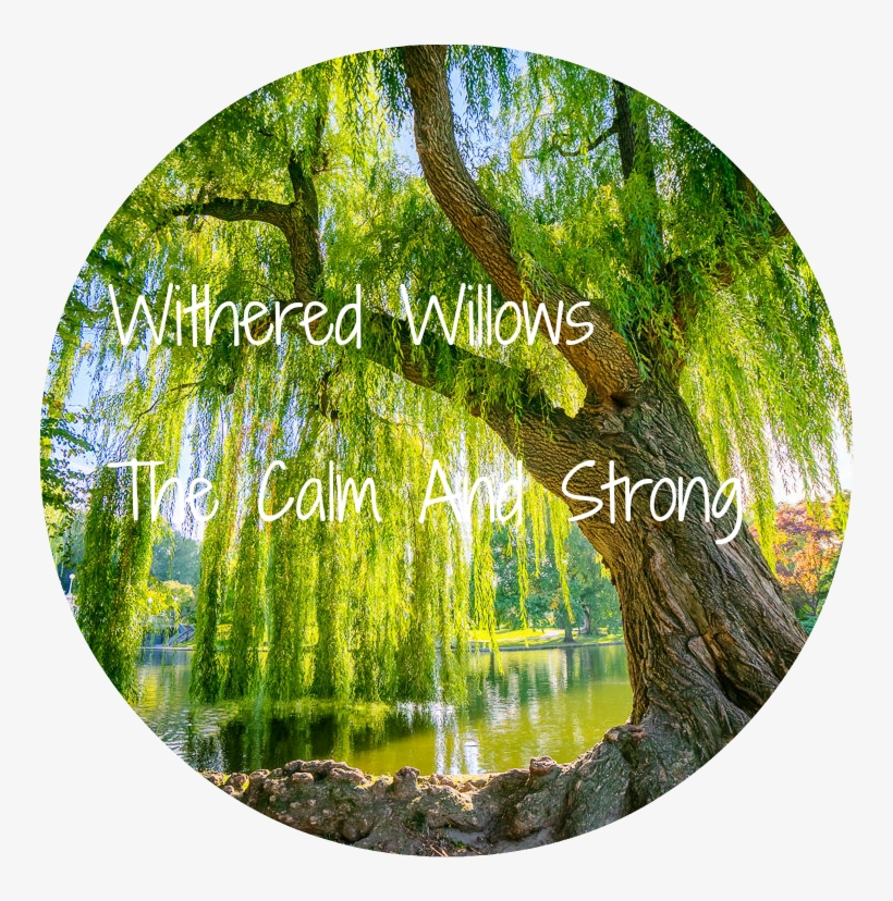 Willowtree - Desktop Background Boston Public Gardens, transparent png