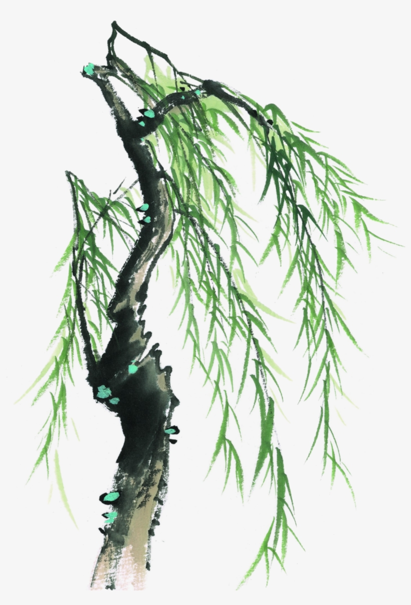 This Graphics Is Painted Willow Tree Element Design - 素材 柳樹, transparent png