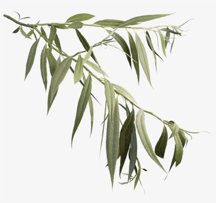 White Willow - Weeping Willow Branch, transparent png