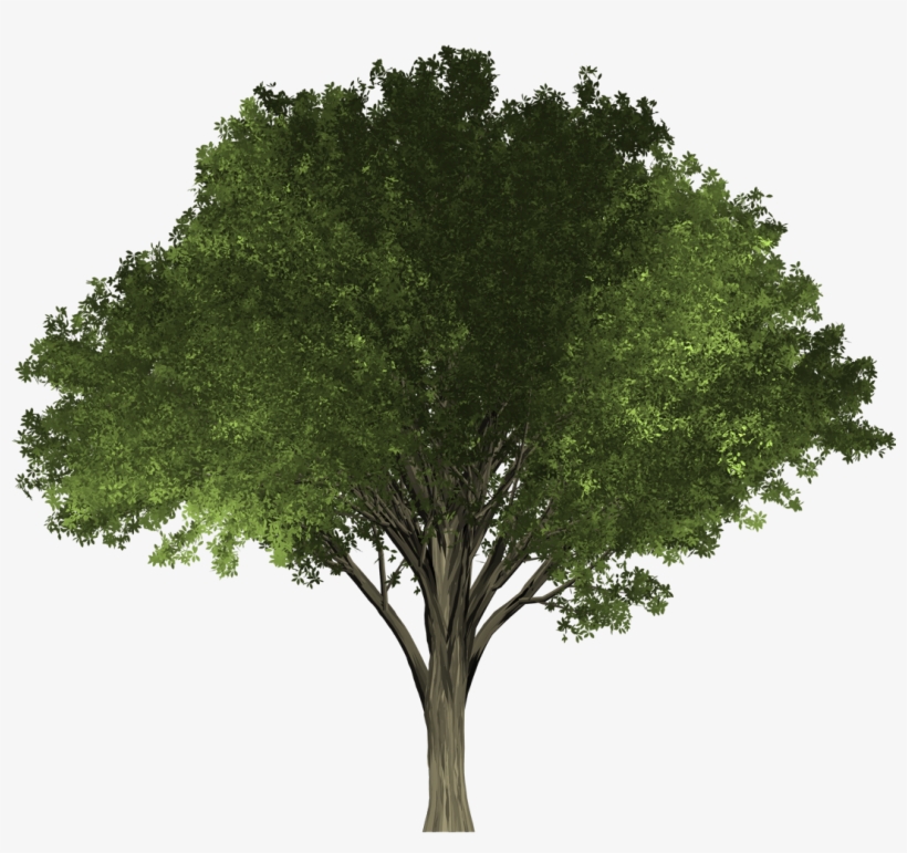 The Petalless Flowers Appear Before The Leaves And - Tree Transparent, transparent png