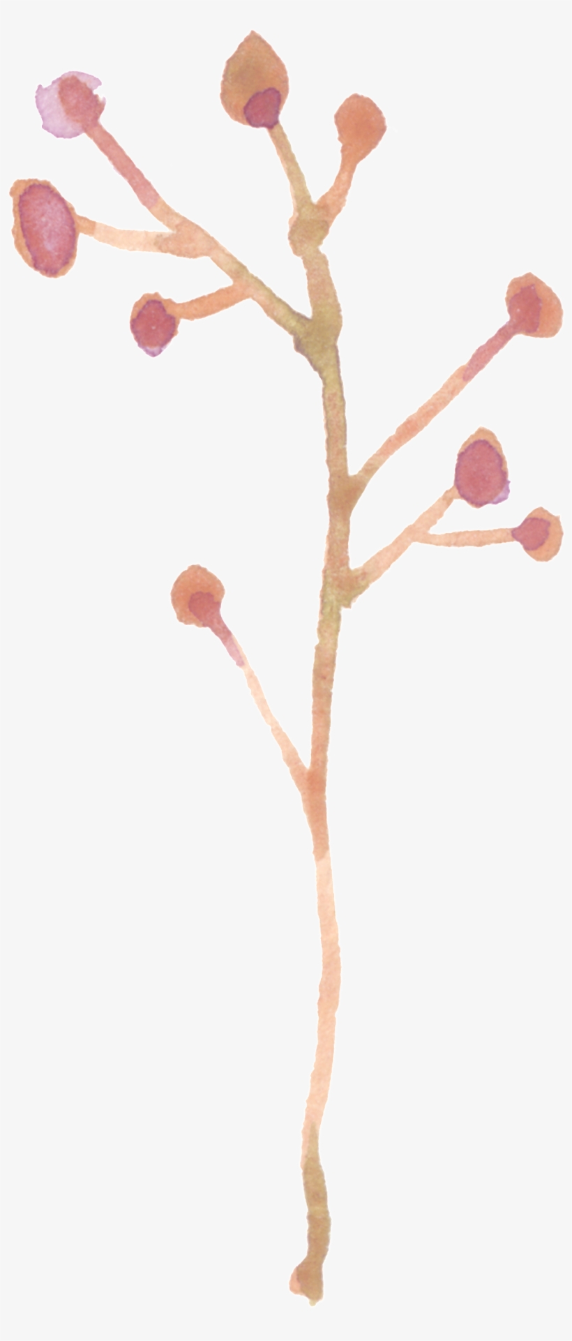 This Graphics Is Branch Fruit Transparent Decorative - Portable Network Graphics, transparent png