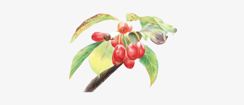 Colored Pencil Drawing Watercolor Painting - Drawing, transparent png