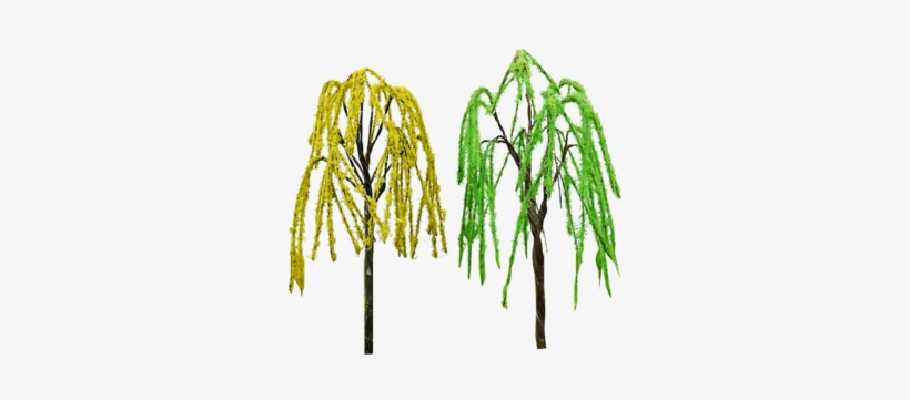 Green Weeping Willow Tree Architectural Mini Trees - Pond Pine, transparent png