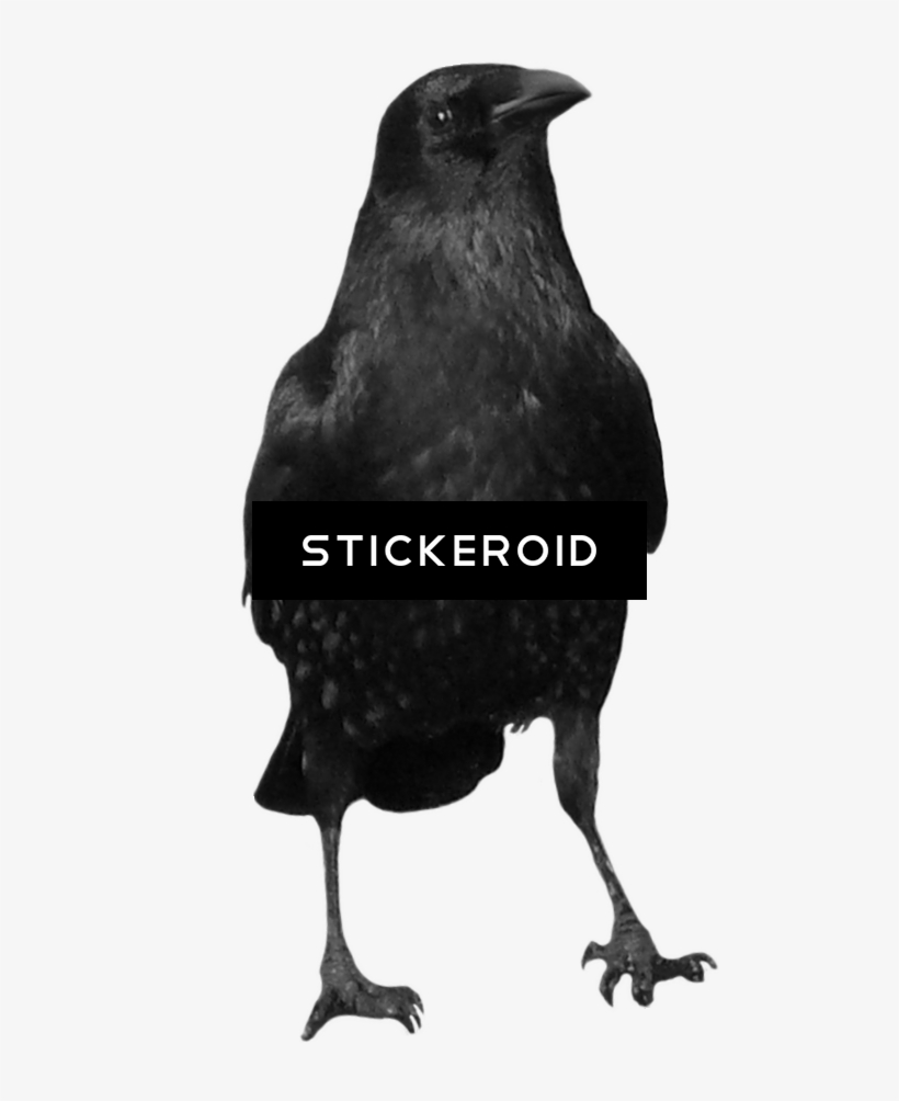 Crow, transparent png