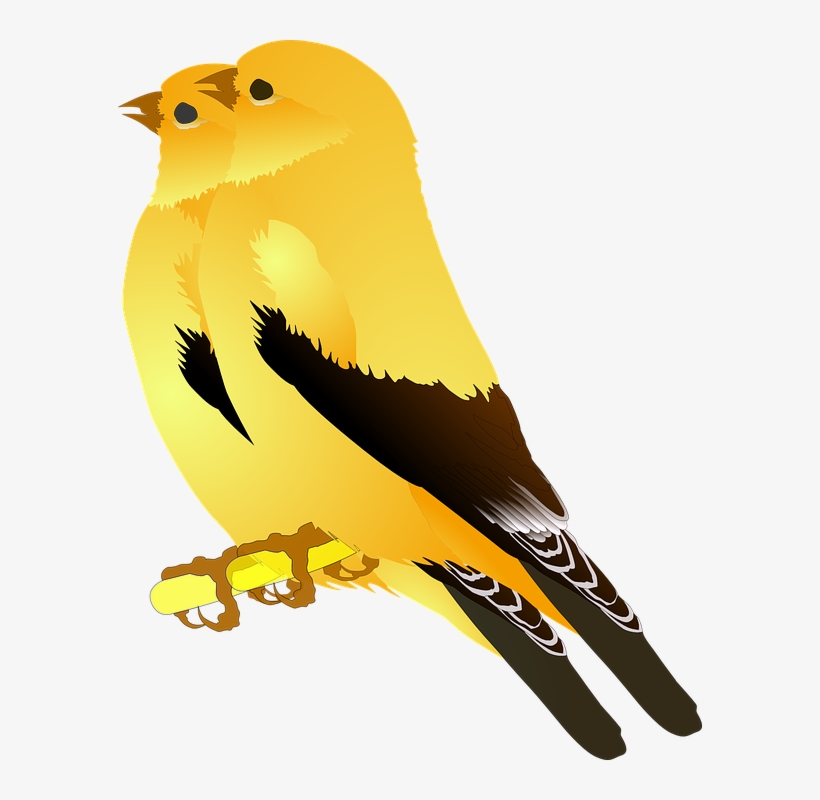 Finch Clipart Gold Bird, transparent png