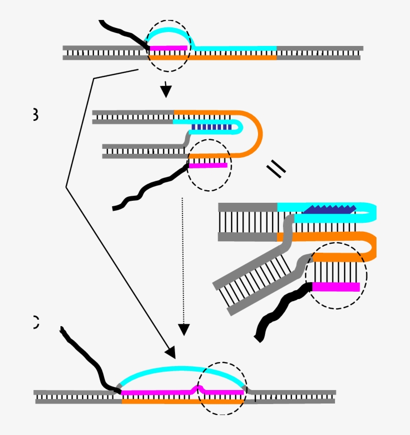 Suggested Model For Transcription Blockage By G Rich, transparent png