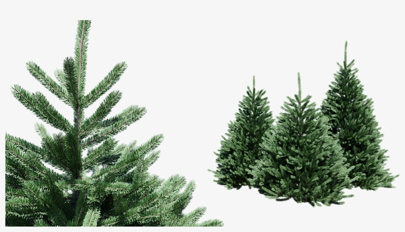 Spruce Picea Set Of 4 Trees, transparent png