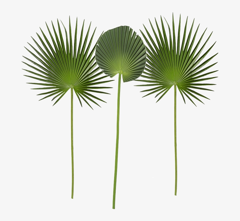 Hoja De Palmera Alt 100 Cm Verde, Lote De, transparent png