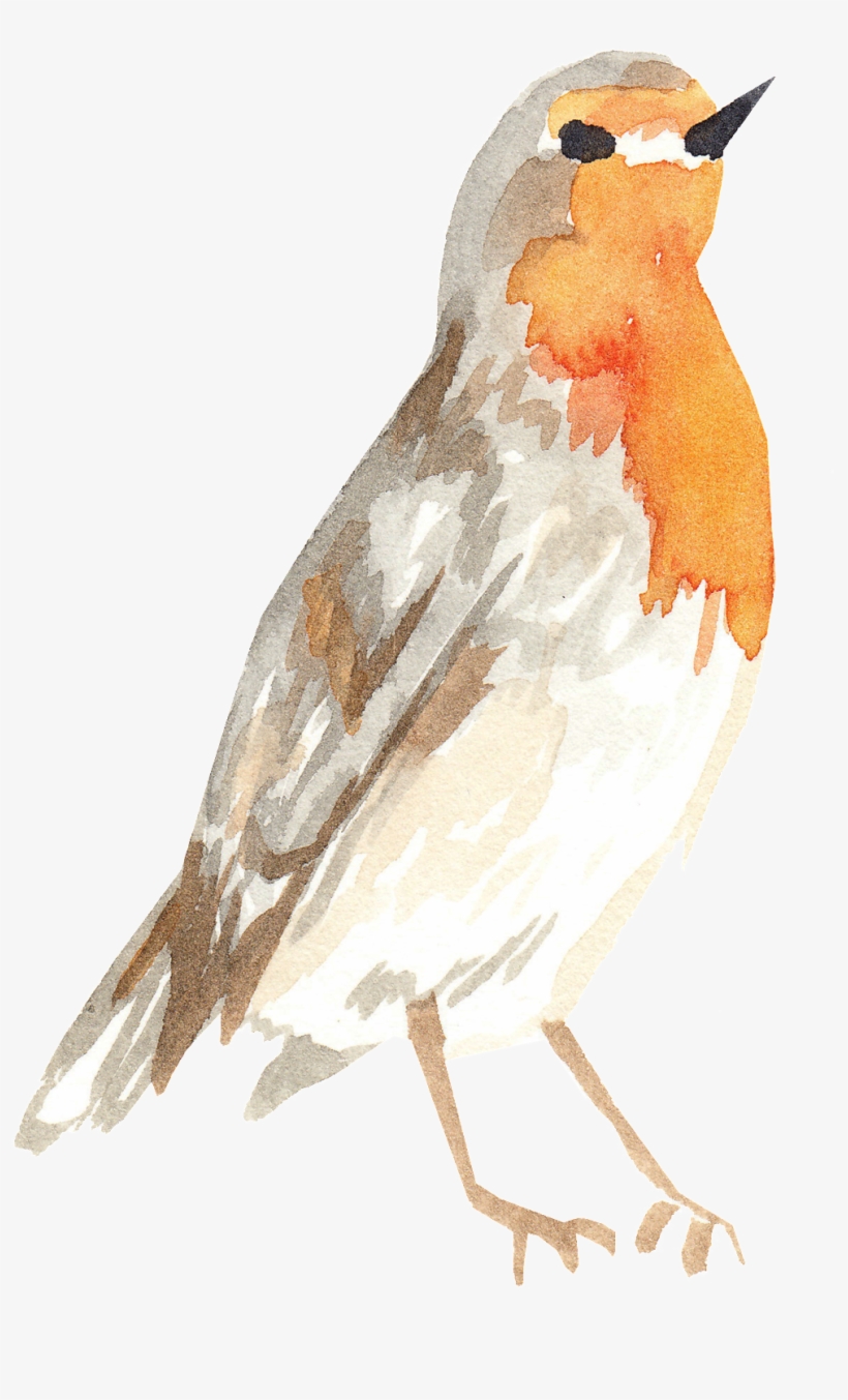 Gray Orange Bird Transparent Decorative, transparent png