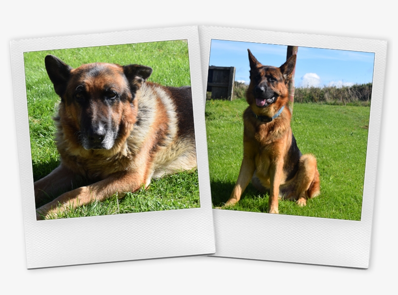 They're Happy To Play With Other Dogs And Make Friends, transparent png