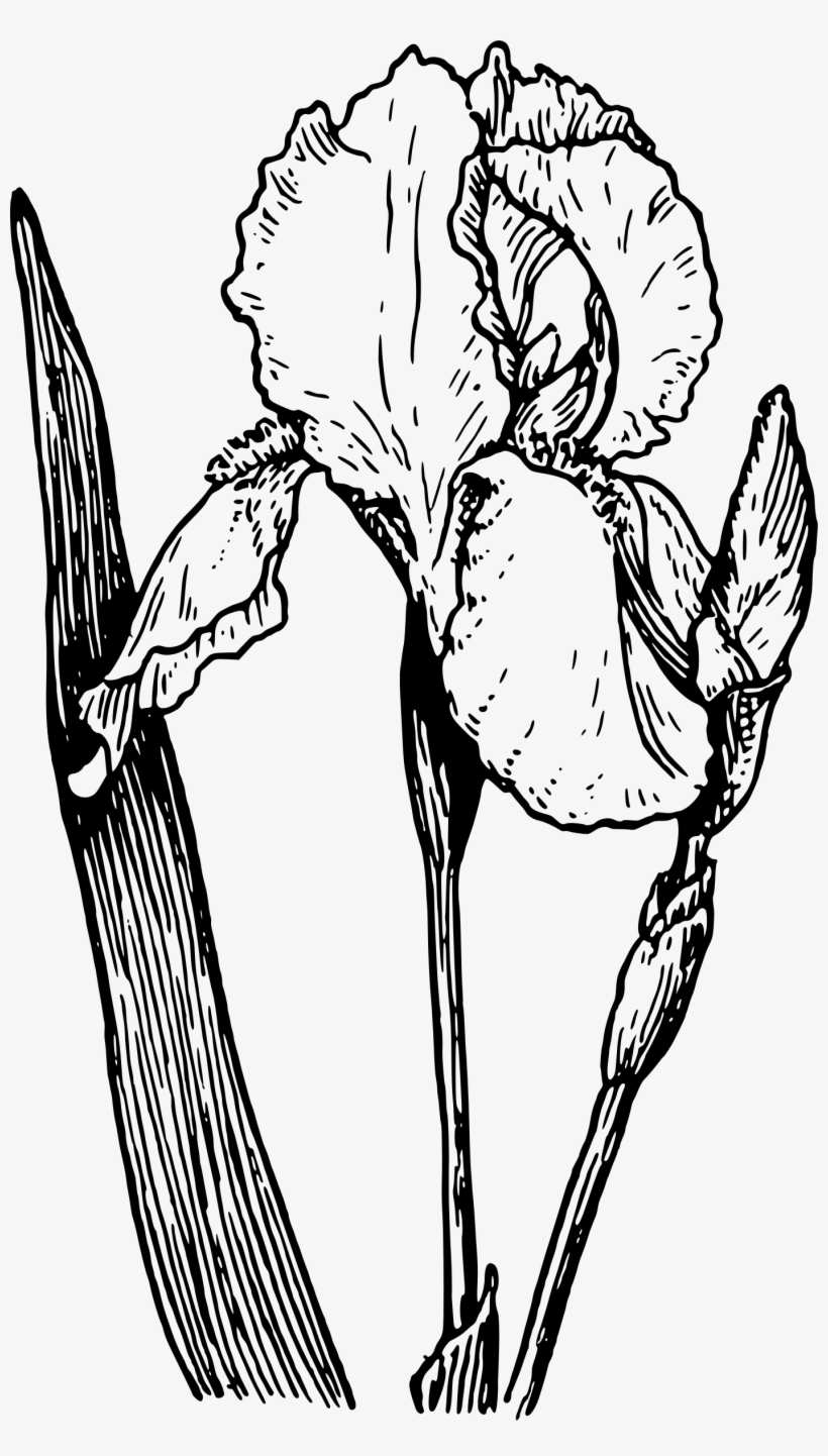 Big Image, transparent png