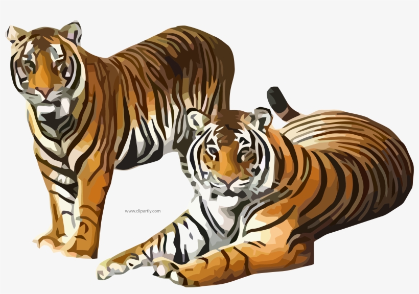 Two Tiger Waiting Clipart Png Image Download, transparent png