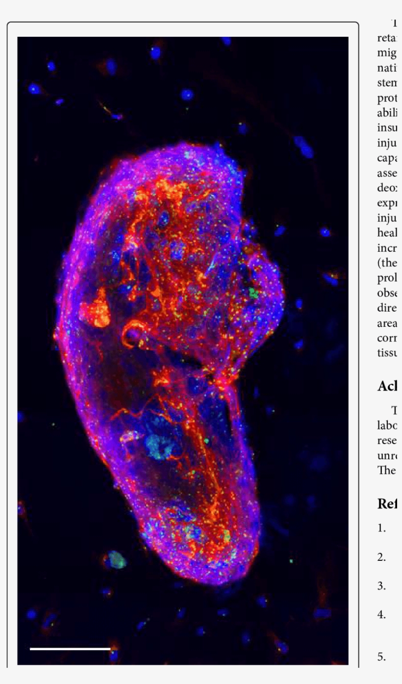 A Sphere Of Corneal Stem Cells Stained For Dapi Tubulin, transparent png