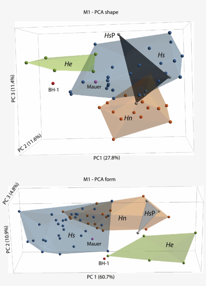 Principal Components Analyses In Shape (top) And Form, transparent png
