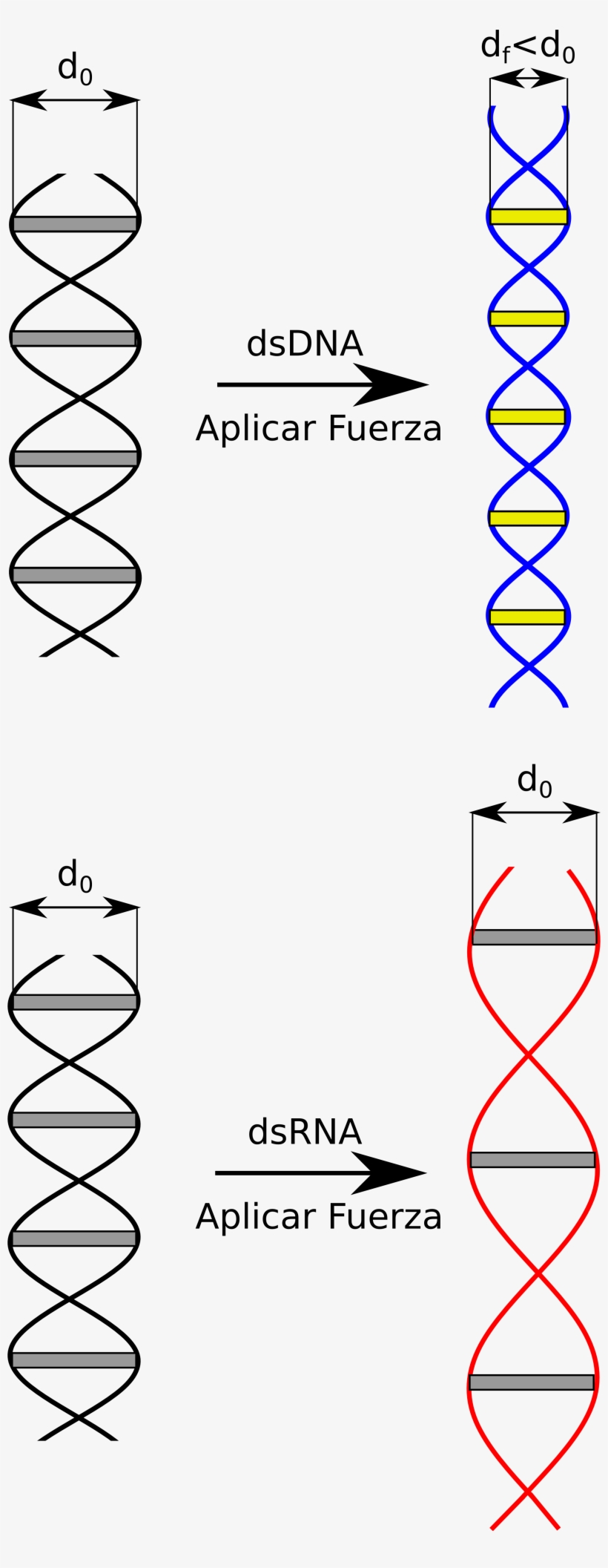 Dna Helix Png, transparent png