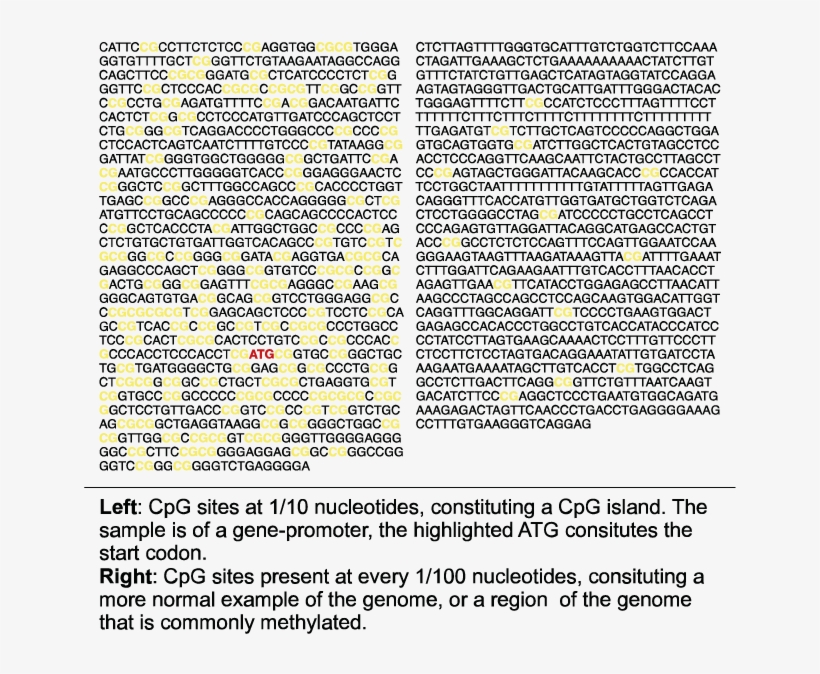 Illustration Of Nucleotide Base Sequence Showing Mulitple, transparent png