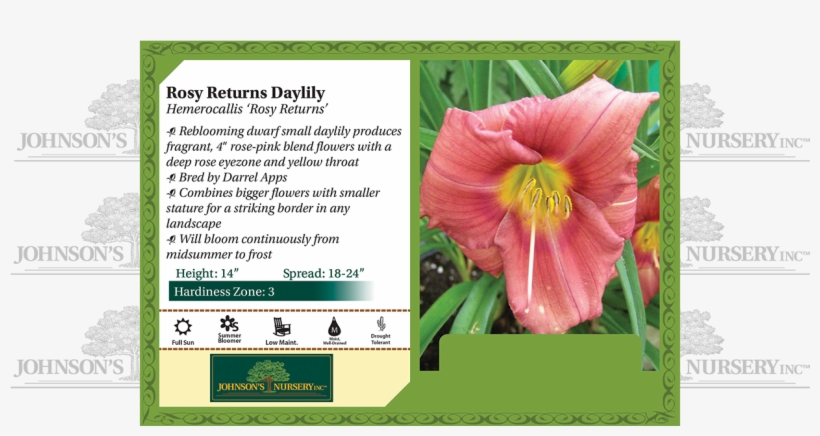 Rosy Returns Daylily Hemerocallis 'rosy Returns' Benchcard, transparent png