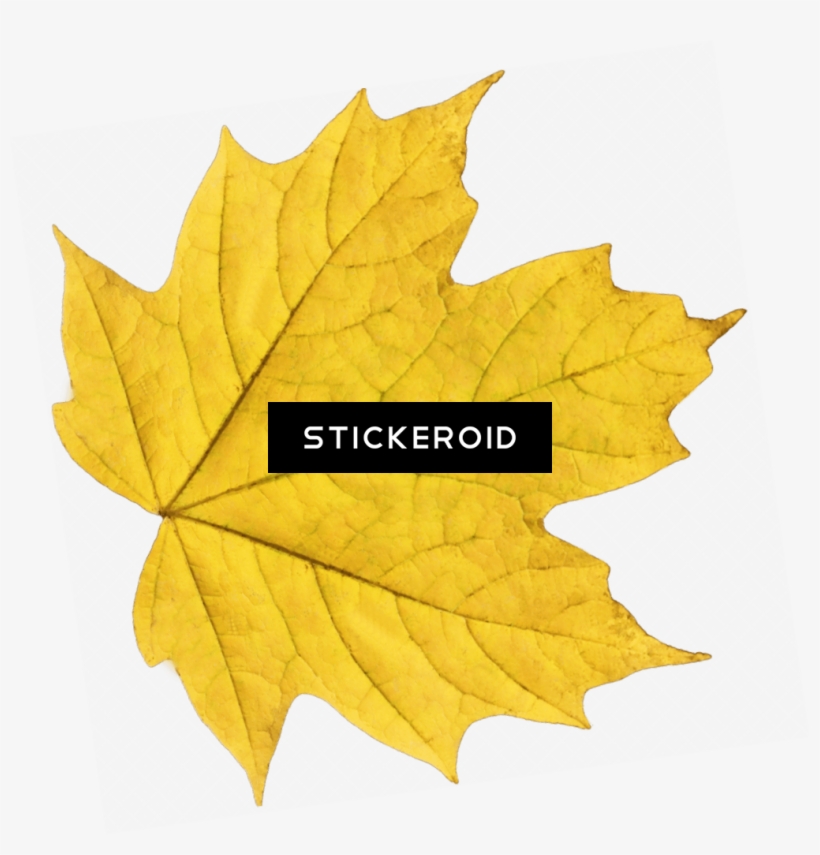 Yellow Maple Leaf, transparent png