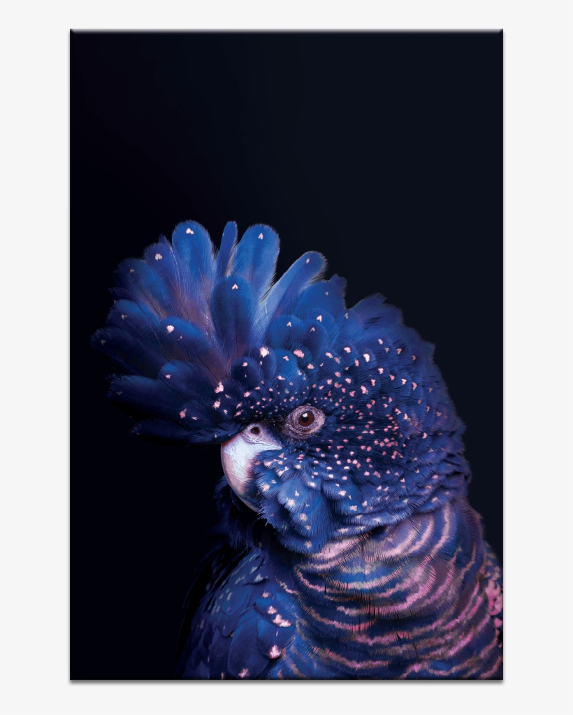 Confident Cocky On Dark Blue, transparent png
