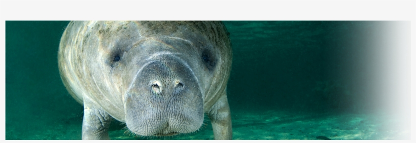 Visit Us From Nov, transparent png