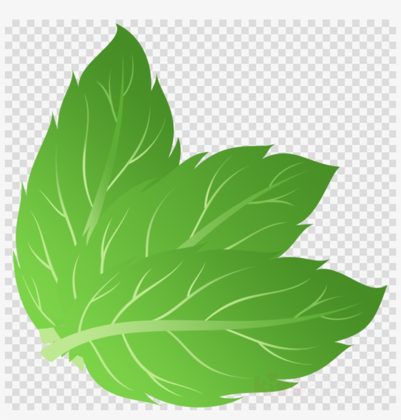 Peppermint Vector Png Clipart Peppermint Apple Mint, transparent png