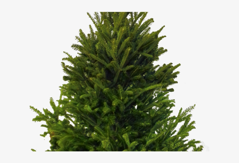 Fir-tree Png Transparent Images, transparent png