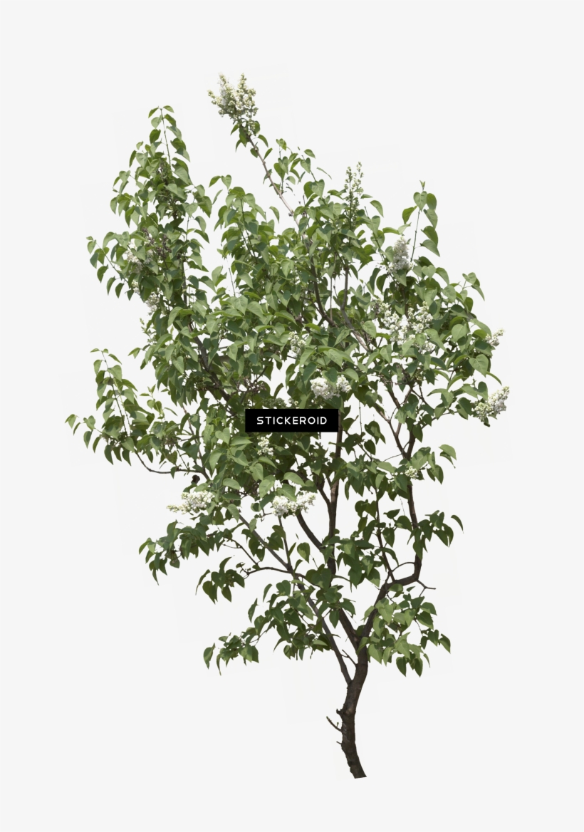 Tree, transparent png