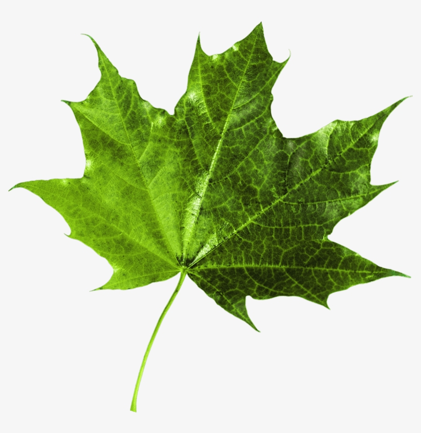 Maple Leaf, transparent png