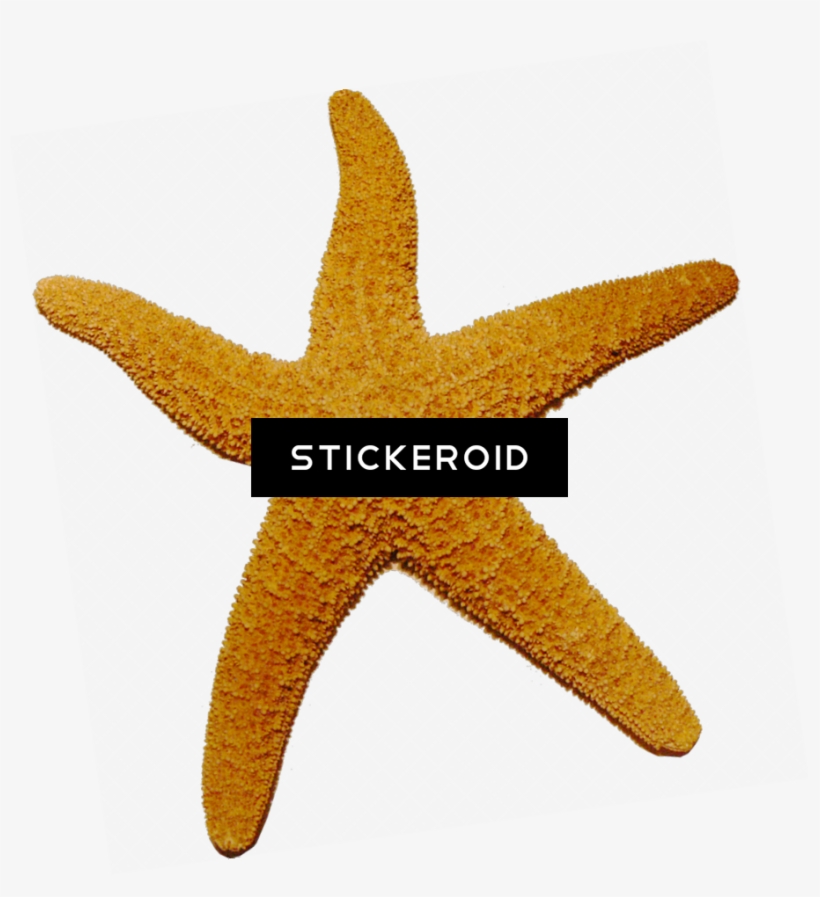Starfish Animals, transparent png
