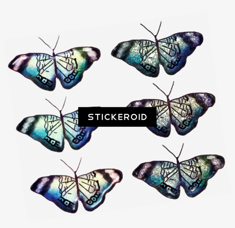 Butterfly, transparent png