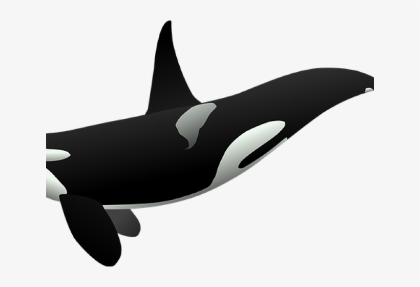 Killer Whale Png Transparent Images, transparent png