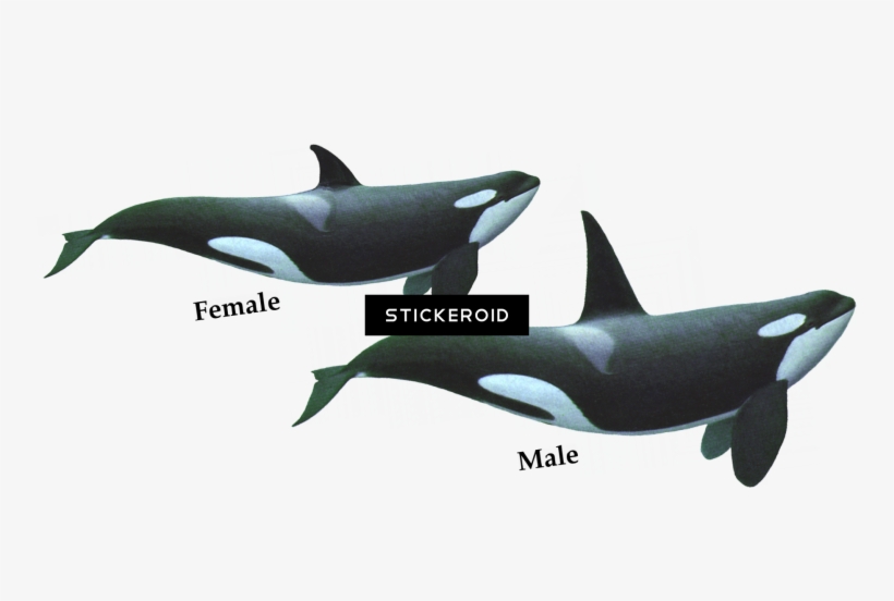 Killer Whale Hd, transparent png