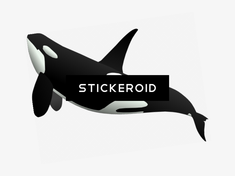 Whale, transparent png