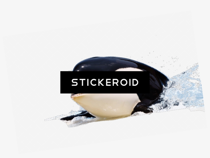 Killer Whale, transparent png