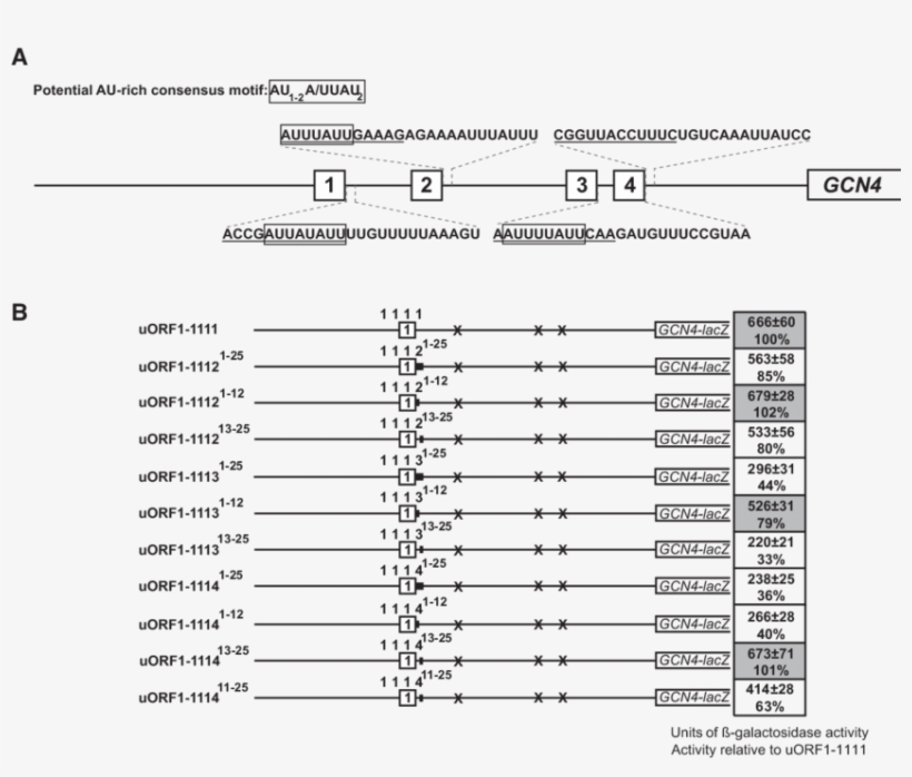 The Presence Of The Specific Au Rich Motif Determines, transparent png