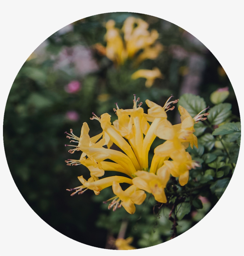 Rosebud Png, transparent png