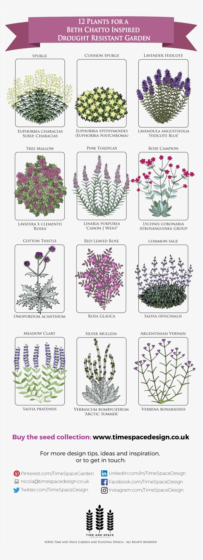 12 Plants For A Drought Resistant Garden, transparent png