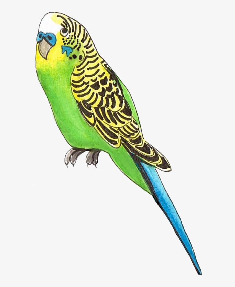 Budgie Png, transparent png