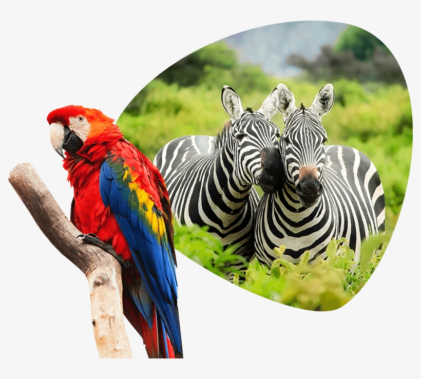 Demonstrations With Animals, transparent png