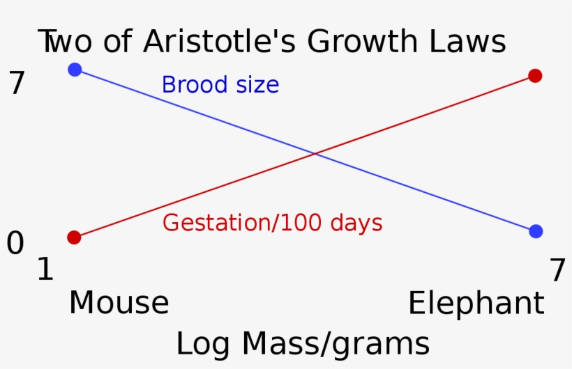 Two Of Aristotle's Growth Laws, transparent png