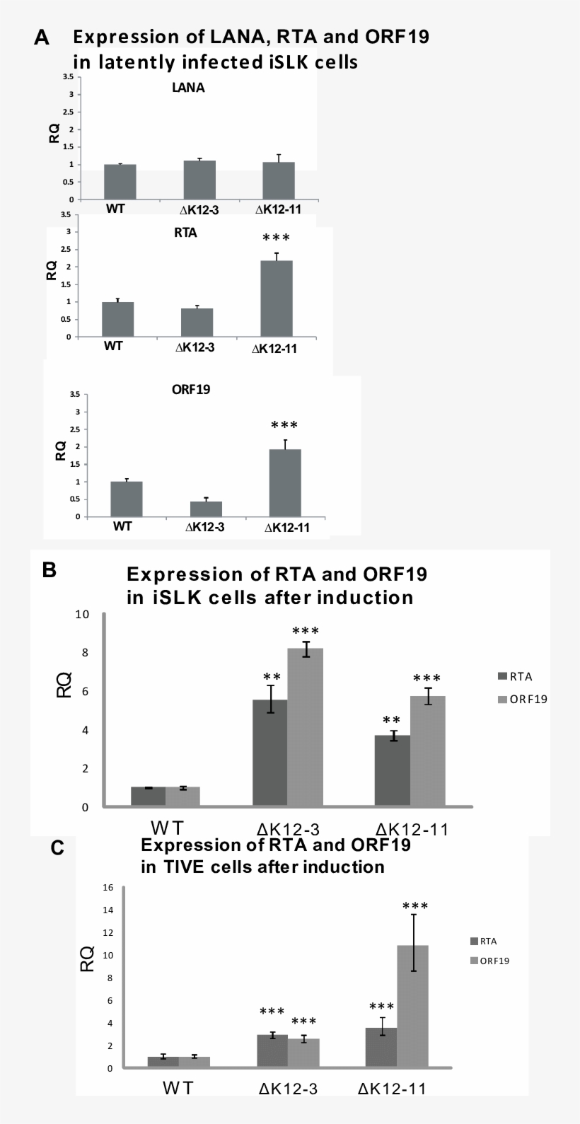 Expression Of Lana And Lytic Genes In Cells Infected, transparent png