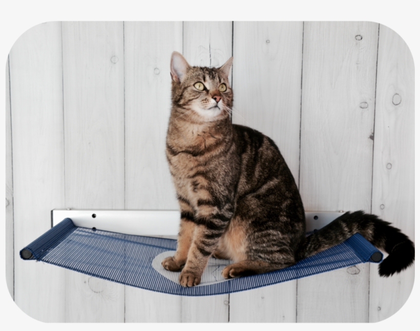 High Plate & Hammock, transparent png