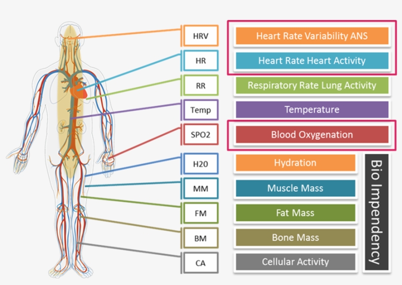 In Particular, Our Cardiovascular System Is Regulated - Circulatory System Shower Curtain, transparent png
