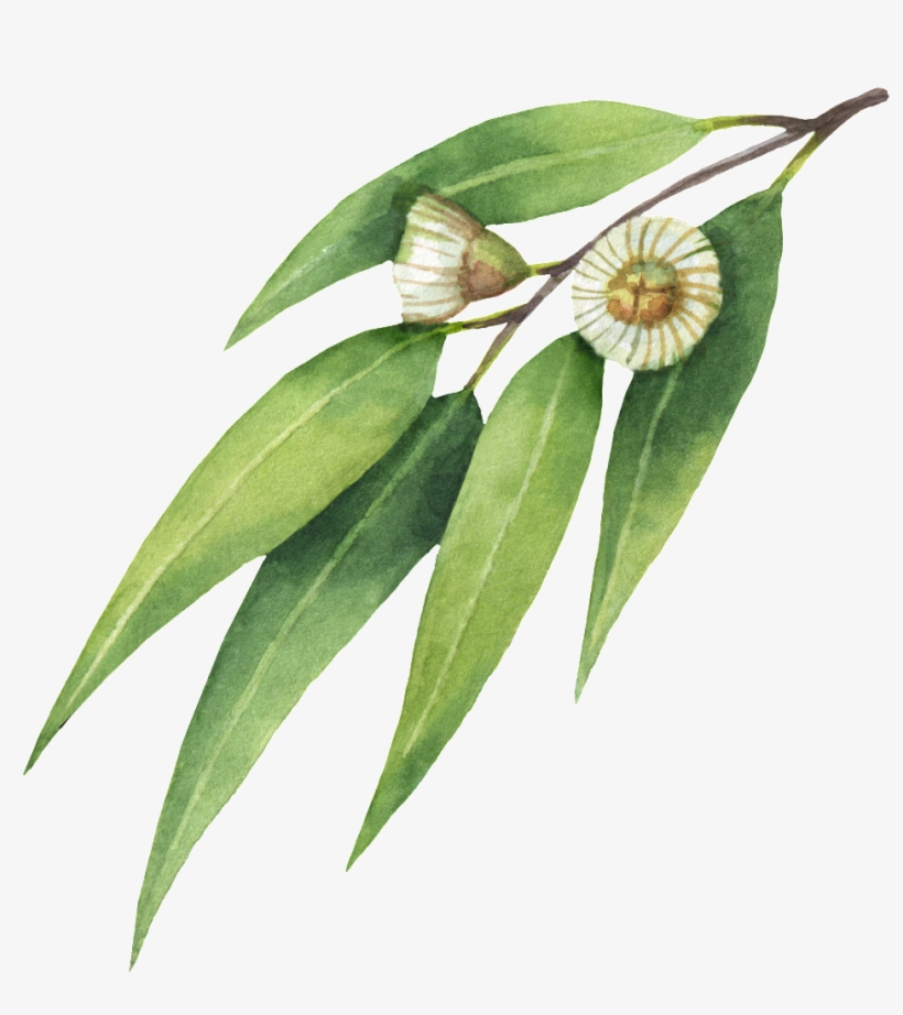 This Graphics Is Daisy Willow Leaf Transparent About - Obraz Enjoy Every Moment 44 X 44 Cm, transparent png