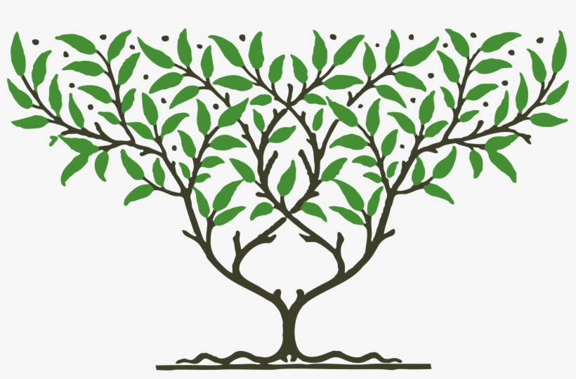 Big Image - Tree, transparent png