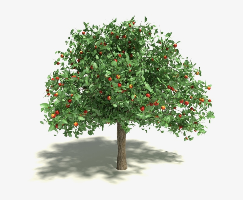Apple Tree, transparent png