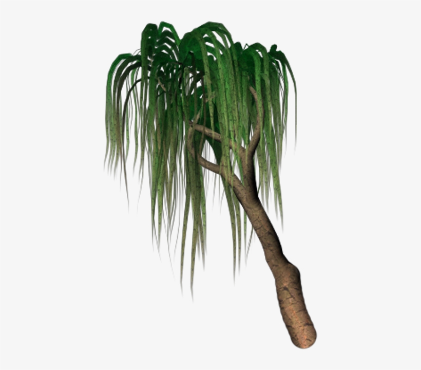 A Weeping Willow Tree With Hanging Green Laeves - Pond Pine, transparent png