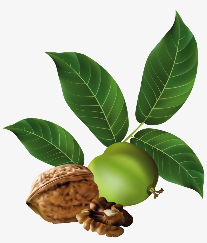 Walnut Png Clip Art - Lá Cây Óc Chó, transparent png