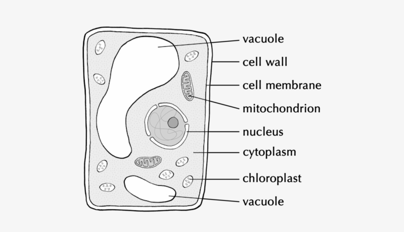Natural Sciences Grade - Robert Brown Contribution To Cell Theory, transparent png